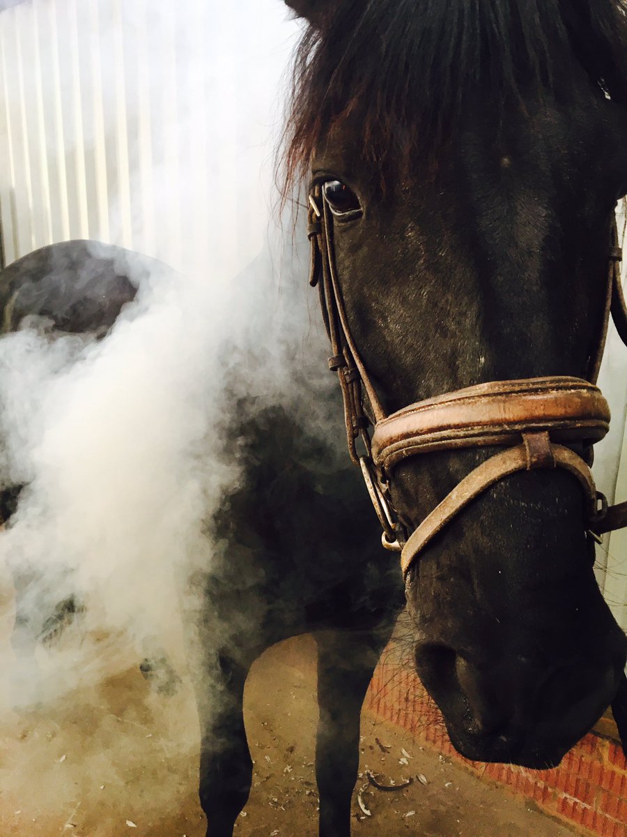 ERTherapyCentre's tweet photo. #SunnyShoeing #FridayFarrier #CopperNails 
Thanks to Chris Selleck Farrier for coming at 7am to shoe, always very interesting hearing about your remedial work! Princess Persha is loving her new copper nails (antibacterial properties though she thinks it's a fashion statement) https://t.co/ija0rMyrkX