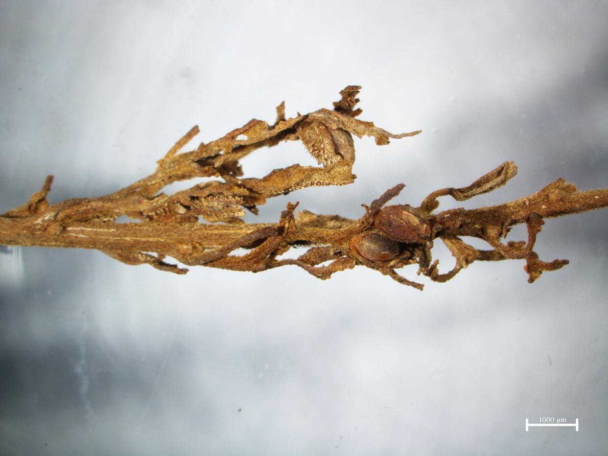 And similar burials found in a Chinese desert oasis at Turpan included complete plants. Their leaves and buds were still preserved thousands of years later by the dry, desert air. (seriously, that's 2400 yr old bud below) https://news.nationalgeographic.com/2016/10/marijuana-cannabis-pot-weed-burial-shroud-china-ancient-discovery-scythians-turpan-archaeology-botany//10