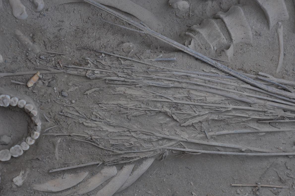 And similar burials found in a Chinese desert oasis at Turpan included complete plants. Their leaves and buds were still preserved thousands of years later by the dry, desert air. (seriously, that's 2400 yr old bud below) https://news.nationalgeographic.com/2016/10/marijuana-cannabis-pot-weed-burial-shroud-china-ancient-discovery-scythians-turpan-archaeology-botany//10