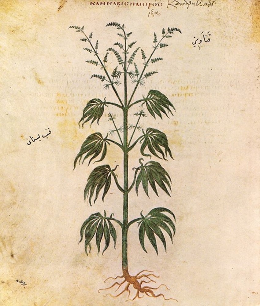 Let’s end at the beginningThe oldest illustration of cannabis is from over 1500 yrs ago in a Byzantine copy of Dioscorides’ De Materia Medica (first written ca. 50 AD). He says eating the seeds reduces sexual activityHappy 4/20. Don’t skip class & remember to Puff Puff Pass!