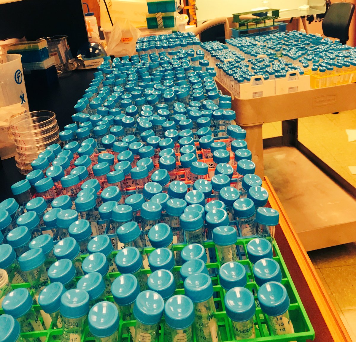 manpreetkdhami's tweet photo. A sea of replicates! #ntoomany #ScienceFeels #falcontubes @CallieChappell4 #yeast @TadashiFukami https://t.co/DqEY2ecBat