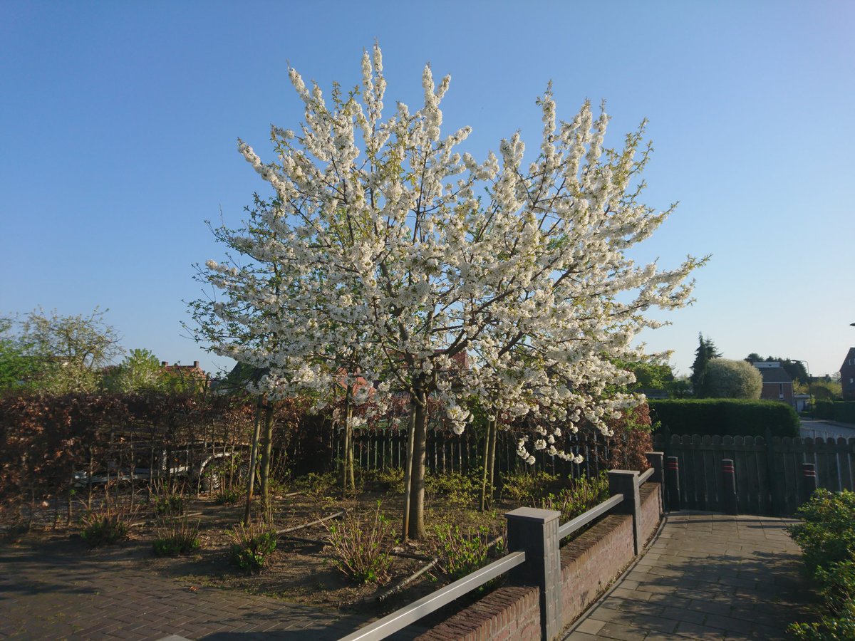 Als we net zo veel kersen krijgen als bloesem. Dan zitten we dit jaar goed. Wondermooi om te zien
