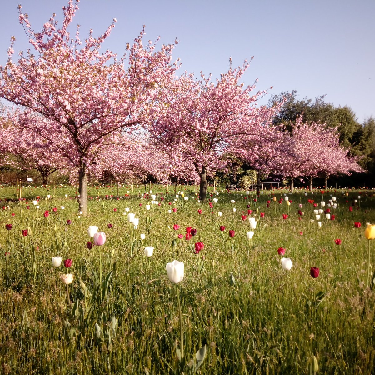 _TonyHall_'s tweet image. Naturalised tulips flowering under cherries along Cherry Walk in the Arboretum @kewgardens