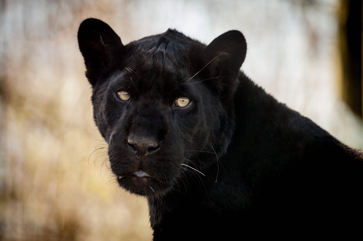 Maya the jaguar