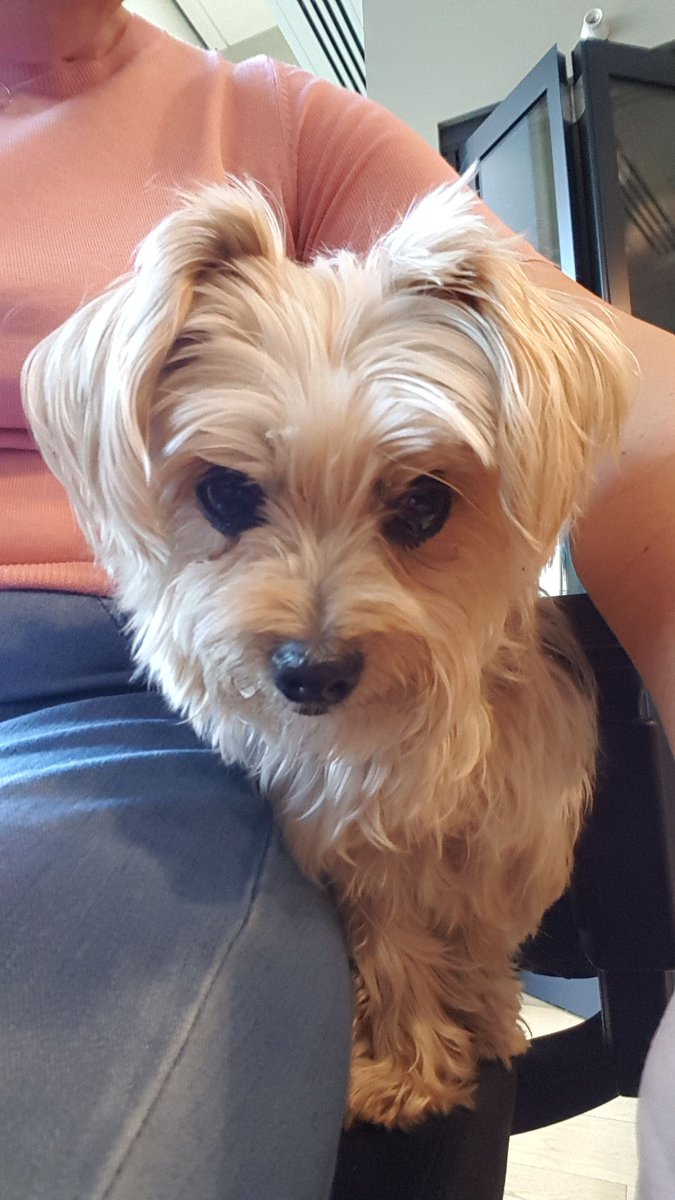Love having my best friend with me at work <a href="/ChamonixHardX/">CHX</a>
<a href="/WeWork/">WeWork</a> #Moorgate #Dog #FridayFeeling 😍🐶