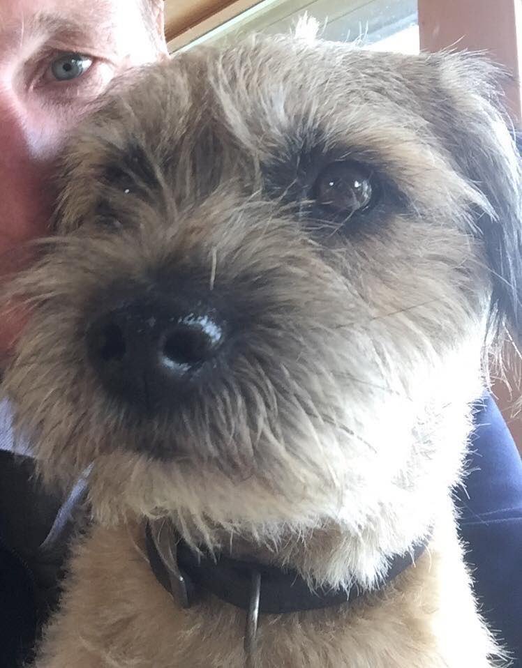 VetsGetScanning's tweet photo. REWARD is being offered FOR THE SAFE RETURN OF PERCY We have no evidence as yet that he has been stolen so it is imperative to keep searching Call 07801 588356 @DoglostUK #Missing #Boxworth #Cambridgeshire, CB23 on 3rd April 2018 #ScanMe https://t.co/V8k7GrK0KQ https://t.co/PS1c1sp2Ni