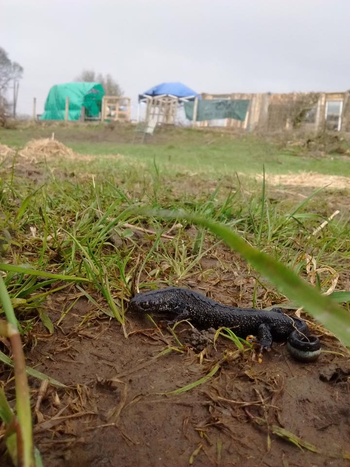 A wildlife crime is about to be committed at Bradley in Co. Durham. We need help today to stop diggers destroying Great Crested Newt habitat. GCNewt on site 3days ago #ProtectPontValley <a href="/CoalActionUK/">Coal Action Network</a> <a href="/SaveDruridge/">Save Druridge</a> <a href="/SteveBackshall/">Steve Backshall</a> <a href="/ProfBrianCox/">Brian Cox</a> <a href="/BoyGeorge/">Boy George</a> RT