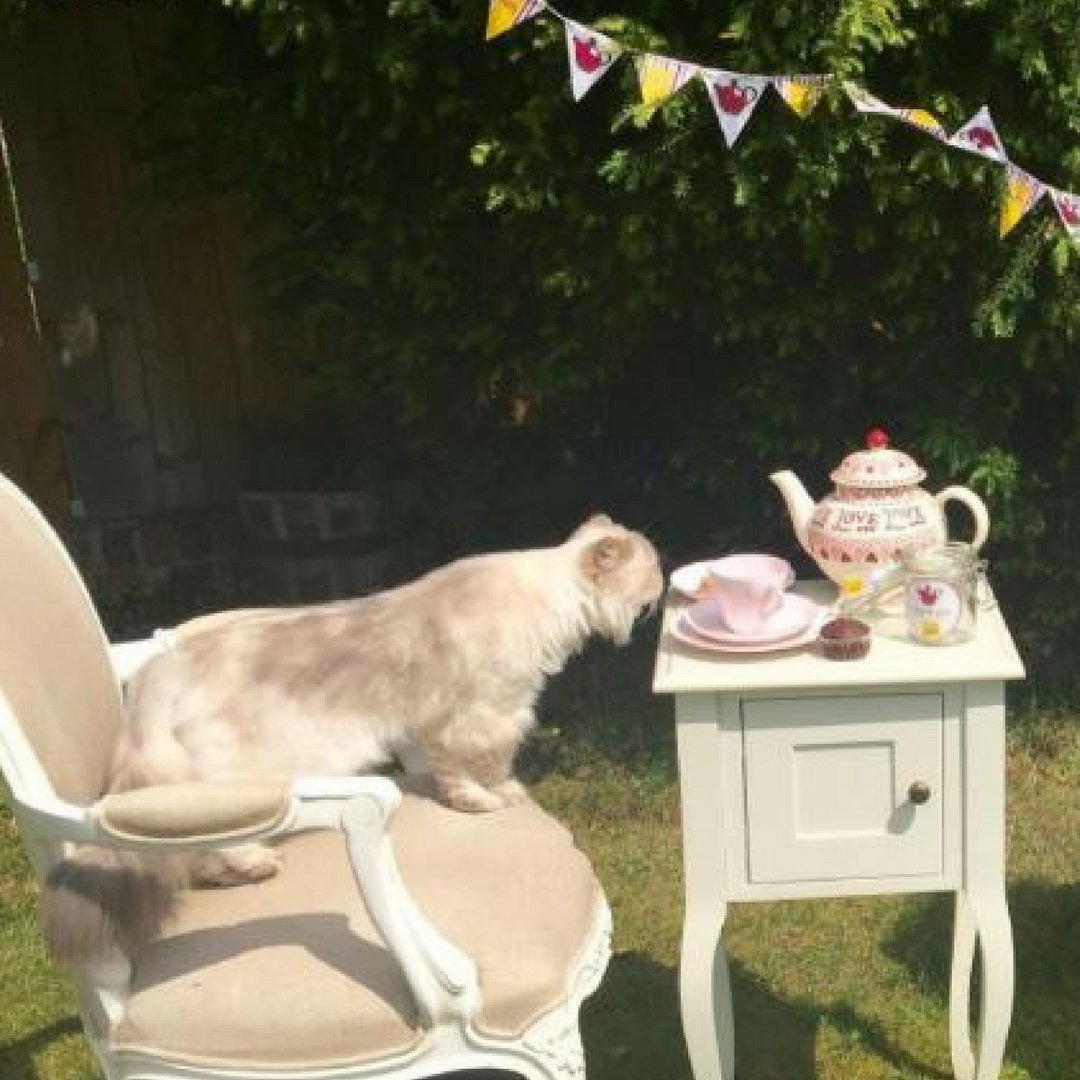 What a beautiful setting for a #pawsometea ! #getbaking #afternoonteaparty #invite #timefortea #catparty #doingitforthecats #fortheloveofcats #teaandcake #bakesale #bakingfun