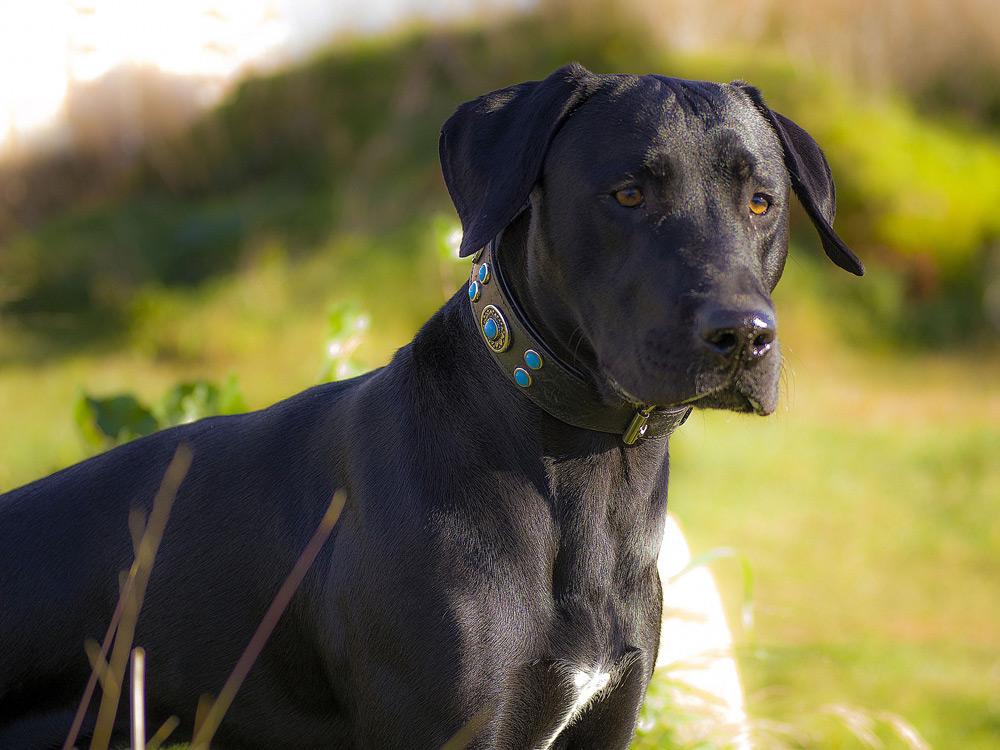 Los #perros y los #gatos pueden sufrir diabetes.
Te damos 15 consejos para su cuidado: dozz.es/2wtou1