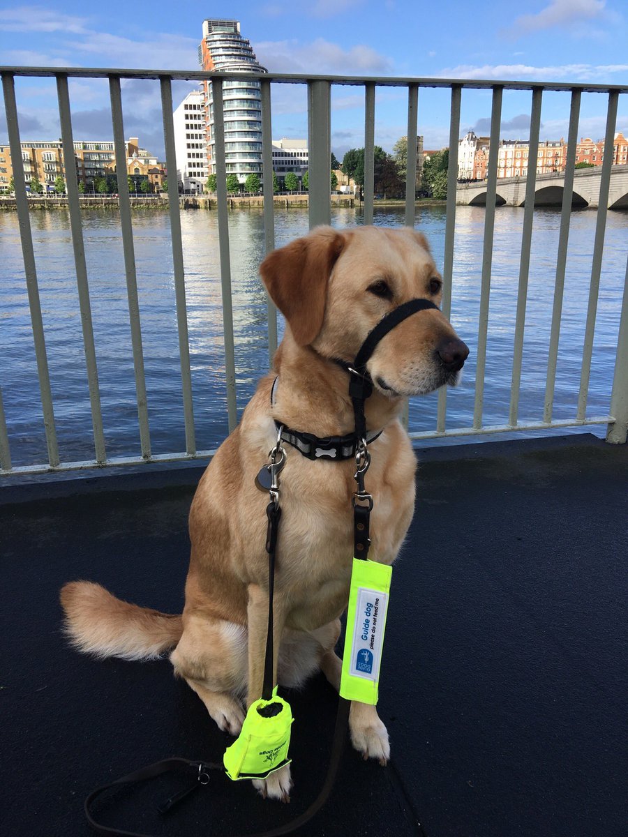 Labrador_Molly's tweet photo. Guidedog tweeps I will be RT'ing anybody who is running the #LondonMarathon for @guidedogs let's show our support for the great humans who support us yes? :) The humans that help make partnerships happen. TYVM to all :) #lifechanging #GDFamily #GDsOfTwitter https://t.co/FxsC4B4jZi