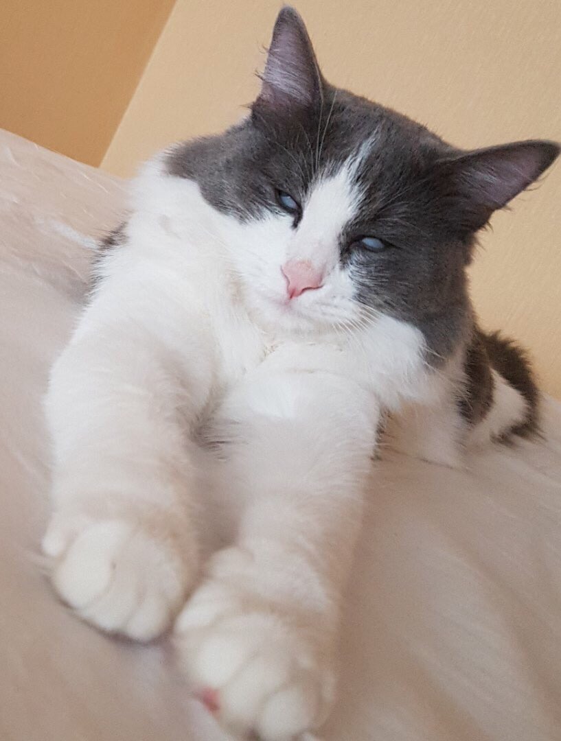 Когда твой кот фанат Элджея