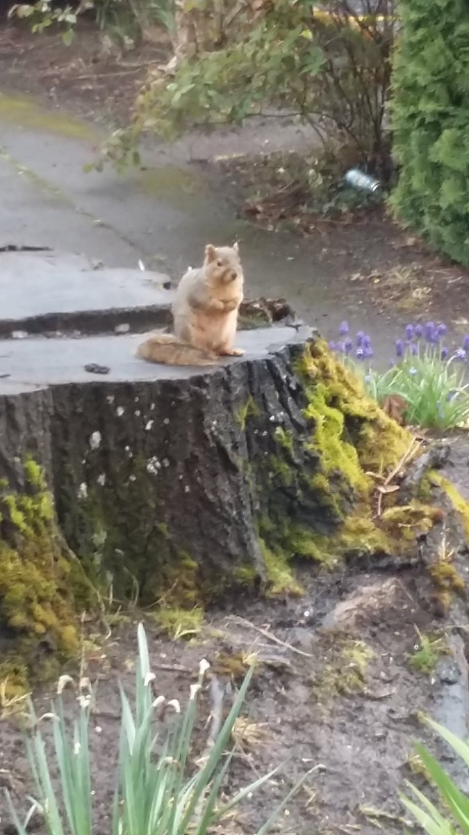 NeesBrian's tweet image. It's finally spring here in Eugene Oregon