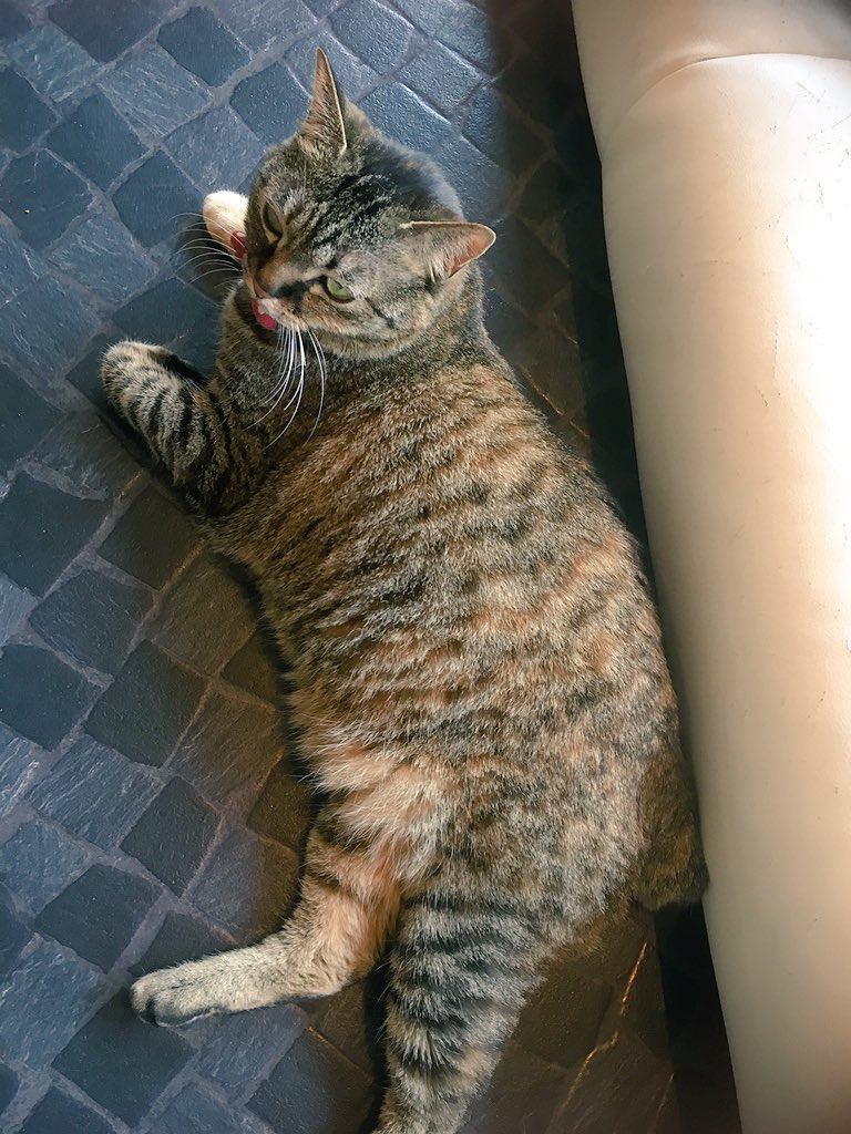 CatcafePrimRose's tweet photo. こんにちは。

今日はとっても良い天気☀️で気持ちが良いですね！

本日は20時まで元気に営業しております♡

※明日21日（土）より、5月6日（日）閉店日までは再来店の方のみのご入室となりますので宜しくお願い致します。

#猫カフェぷりむろーず https://t.co/3FVXbExkaS