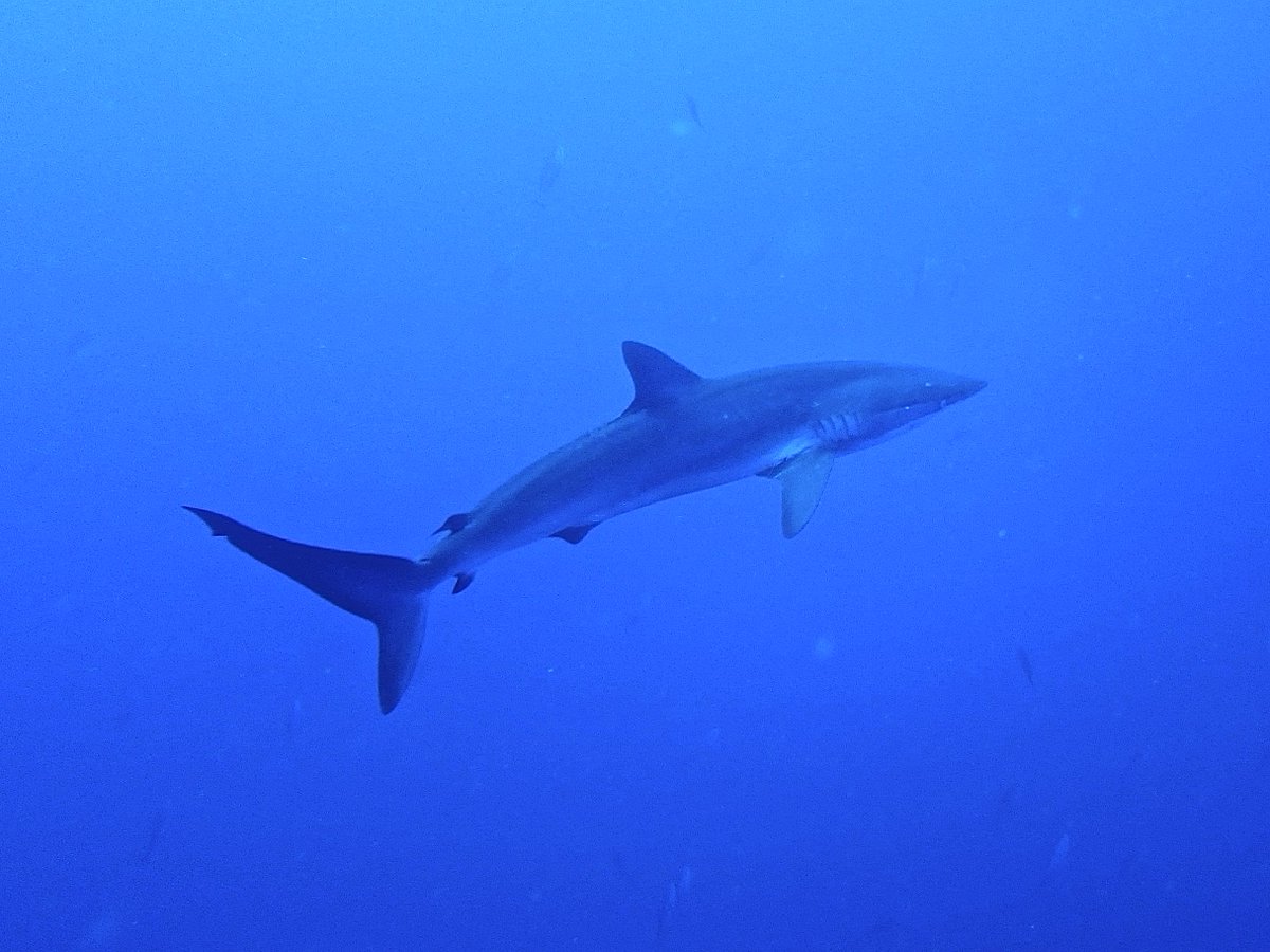 CuteSharksBot's tweet image. Silky Shark
