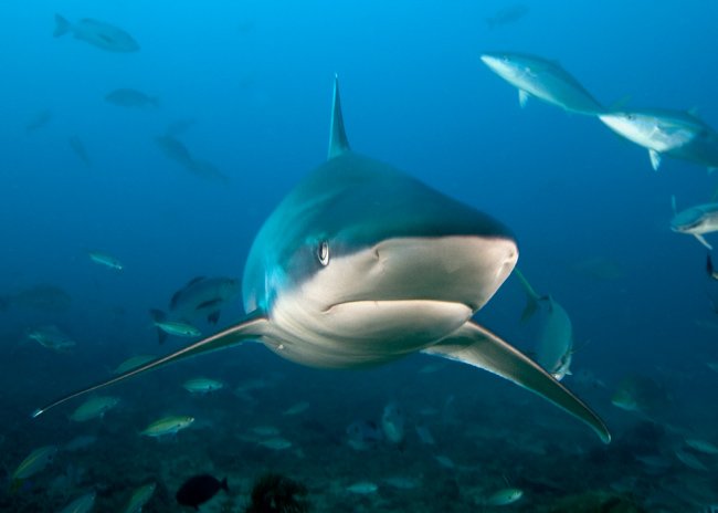 CuteSharksBot's tweet image. Silvertip Shark