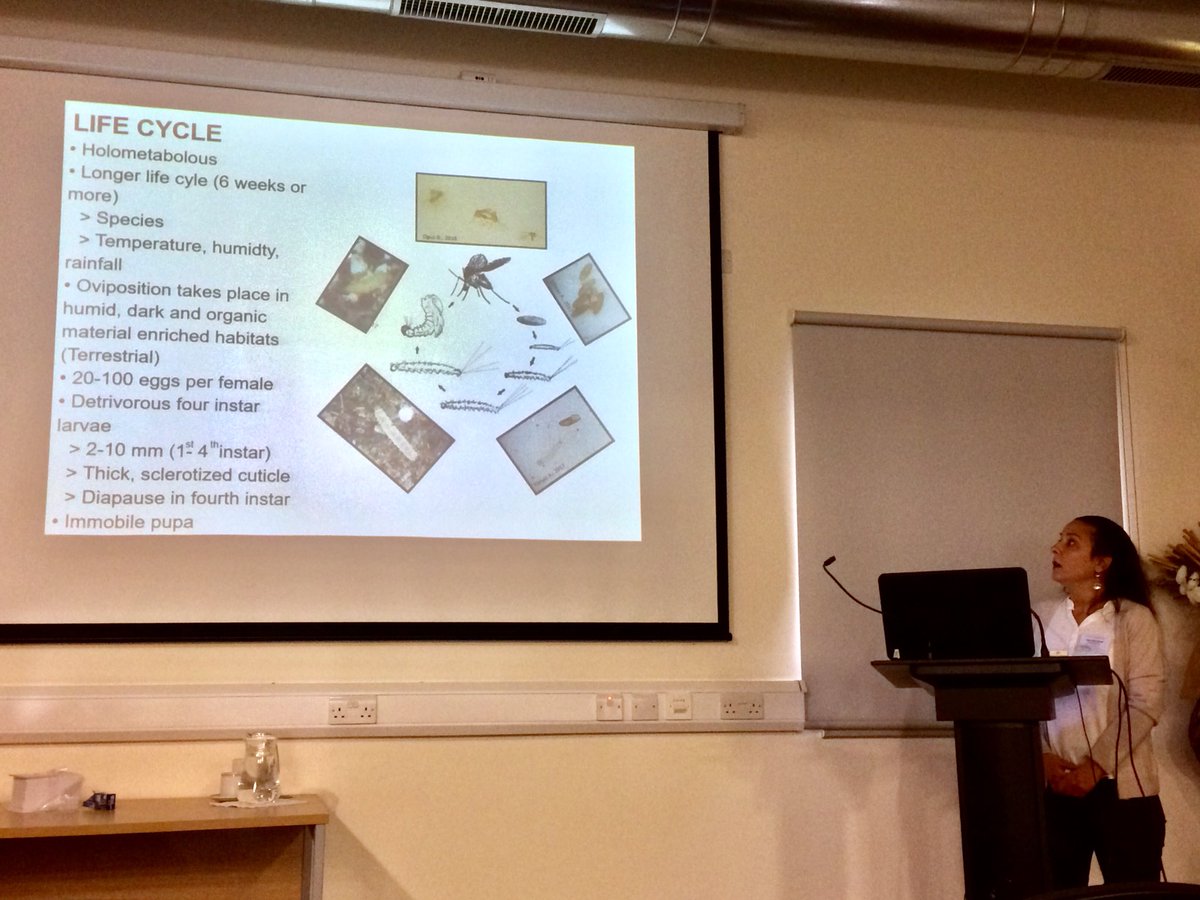 M_Ferraguti's tweet image. Özge Erisöz is starting the 3 day of the #VectorManagement workshop in #Cyprus talking about Sand fly biology and management! Great talk !!!