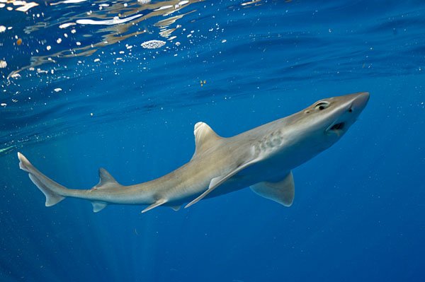 CuteSharksBot's tweet image. Gulf Smooth Hound Shark