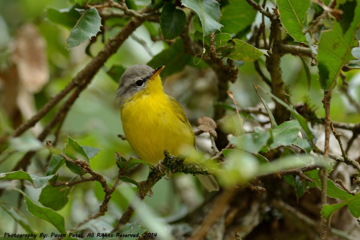 vanserai's tweet photo. Doesn’t shy away when it comes to giving a pose! #grey_headed_canary_flycatcher P.C- Pawan Patel
#northindiabirdingtour #birding #pangot #uttarakhand #flycatcher #birdphotography
+91-9266519519, info@asianadventures.in, https://t.co/UuQwa4Njha https://t.co/O84HNEjQ9p