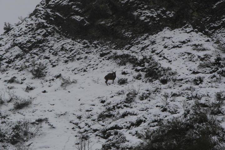 Los cazadores generan casi tanto empleo como el sector de la automoción
diariodeleon.es/noticias/provi…