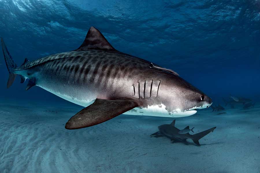 CuteSharksBot's tweet image. Tiger Shark