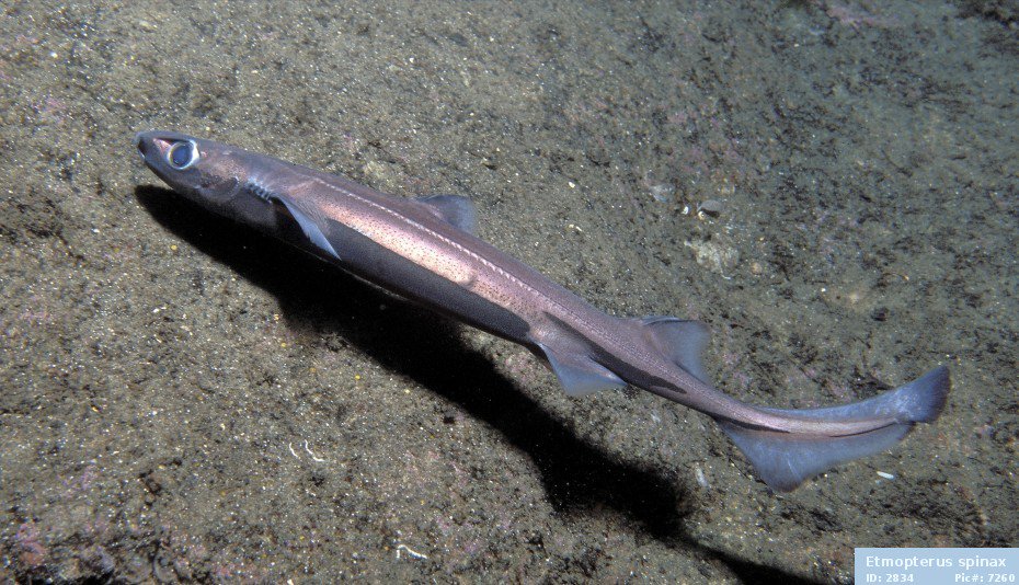 CuteSharksBot's tweet image. Velvet Belly Lantern Shark