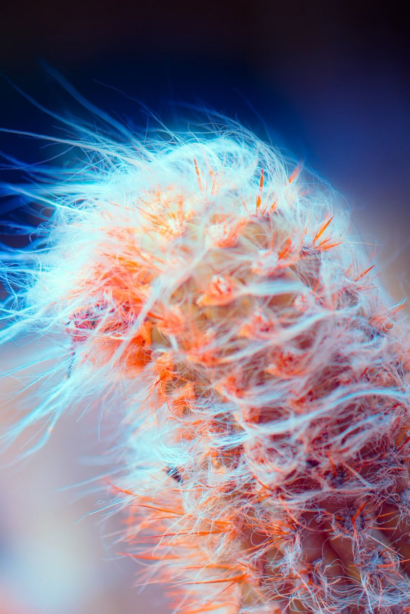 mixdevil66's tweet photo. #Suprachromacy by #MarcusWendt: Full-spectrum #macro #photography of #Lanzarote's #alien #plant life @field_io https://t.co/YadYRUpLop https://t.co/AKJTzRuELD