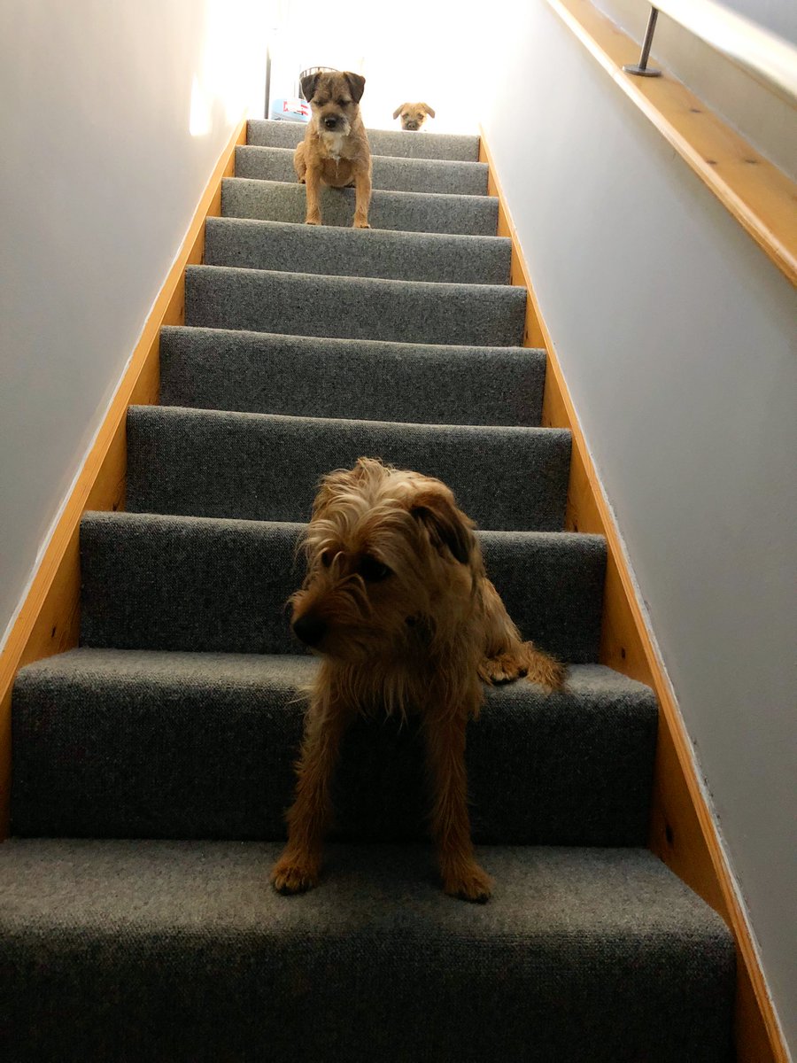 <a href="/Jed_dog/">Maj, Jorj and Charlie</a> <a href="/MrSebBT/">Sir Boots BT - bro to Sir Seb🌈💕</a> <a href="/HWicket/">Lord Wicket 🐾🏴󠁧󠁢󠁳󠁣󠁴󠁿 feat. Lady Bogle 🐾🥰</a> @MissHannahBT <a href="/dfpwriter/">David Pipe Author 🇺🇦</a> <a href="/derranstokes/">Derran Stokes</a> <a href="/lilliandarchie/">kirsty markes 💔RIPRuby 🌈Archie lilli holly🙏 MBE</a> <a href="/LuluSacks/">Ruby Radish</a> <a href="/CJweeborder/">Lenny&Aston (bros to CJ🌈)</a> <a href="/mk_inwa/">Tillys' mom</a> <a href="/Barneydog14/">Macaroon</a> <a href="/diamondbertie/">Christine Ramos Roberts 🇺🇦🇨🇦</a> <a href="/lyndaward5/">Dame Aunty Lynda Ward. BTP CBE.</a> <a href="/FloraGangsta/">Flora Lady G CBE</a> <a href="/susantesta/">Susan Testa</a> <a href="/Croston2Croston/">Penny sister of Lily 🌈</a> <a href="/claptonterrier/">Sir Clapton Terrier</a> <a href="/ThomasATerrier/">Lord Fergus the Fearless</a> <a href="/lynne_colcombe/">Lynne Colcombe</a> <a href="/littledonna7/">BT Monty🌈 OTRB</a> @BettyBorderT @Alfie11Cr <a href="/LimeOscar/">Lord Oscar & Devon BTs</a> Mornin Maj n Jorj. Mornin all. Ope yous all got sunshine. 

Dad cawt us in da act of doin absolutely nuffin yesterday. Well we wuznt doin anyfing when he found us