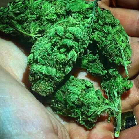 Freeman806's tweet image. Top green