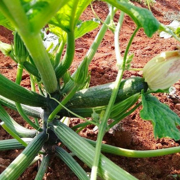 Baby zucchini plants at Ramadhoota farms :) #babyplants #tender #young