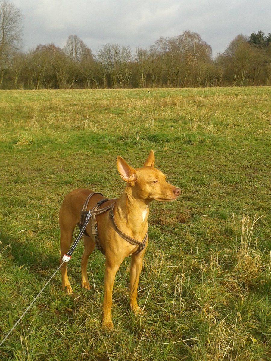 PepelepewP's tweet photo. #Guten_Morgen Ihr lieben Twitter-Menschen wir genießen schon jetzt das schöne Wetter 😀#Podenco https://t.co/4iUUo4wScQ