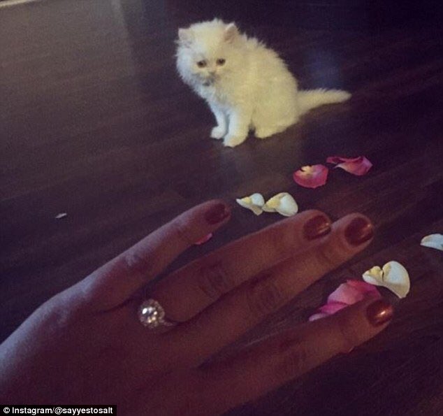 TheZombieBride_'s tweet photo. If you don’t say yes to these, are you even human? #IWouldDie #PetProposals #Kitties 💍😽 https://t.co/VXEgIZtCvC