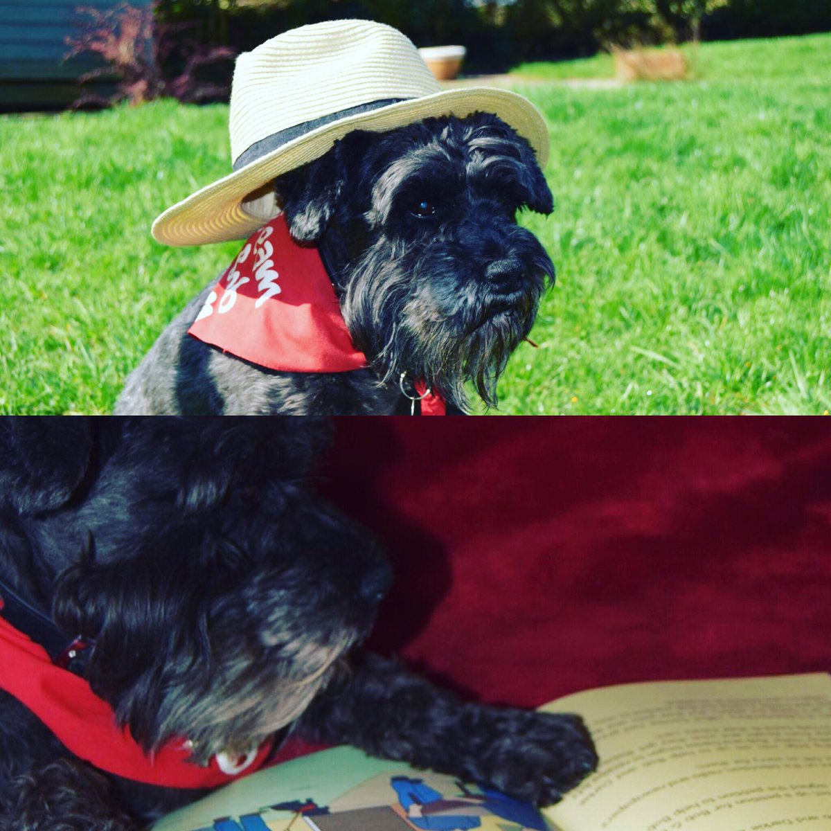 Orangetreepriv1's tweet photo. Our book is ready to order from our website #gettingoldbook featuring #bobanddarkie #animaltherapy #helpingvunerablechildren #helpinganimals #helpingelderly #caroonstyle #dementiaawareness #wedonate #food #clothing #toys #fakemovinganimals #petitems #residentialcare #daycare https://t.co/rQPF53vWum