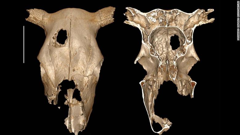 CNN's tweet photo. A surgical hole has been found in a Stone Age cow skull, researchers say https://t.co/zMjJnOiUD2 https://t.co/FdmlBpvyhY