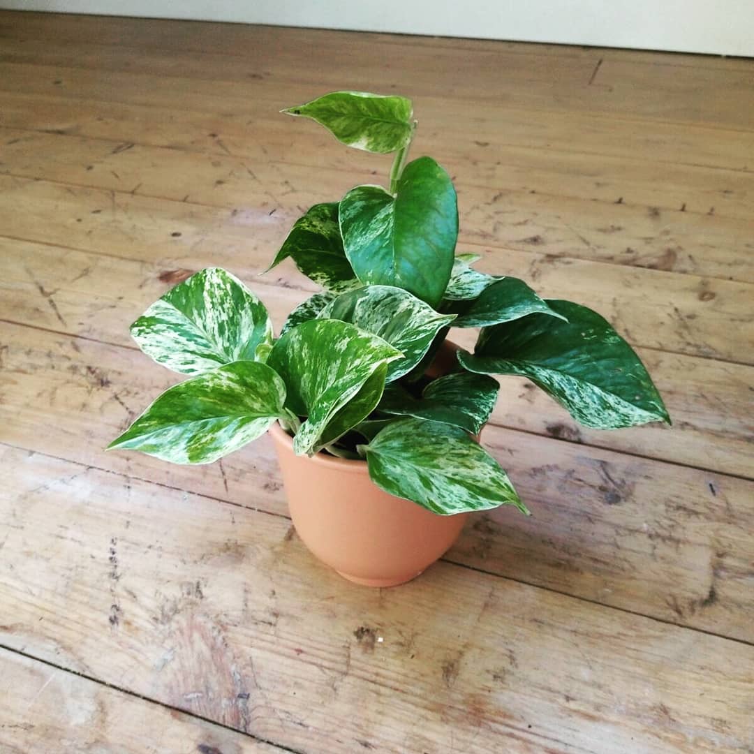 We've only got 2 of these beautiful Marble Queen Pothos left so we're letting you have them for ONLY £7.50!! Head over to our Etsy store. #FridayFeeling #marblepothos #houseplants
