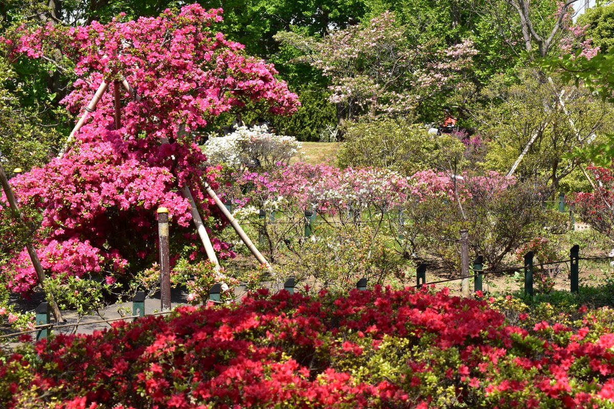 東京都練馬区 道路公園課です 平成つつじ公園 練馬 1 17 6 で ツツジが見頃を迎えているので ぜひお楽しみください 園内には600種 1万株のツツジがあります 今年は例年より早い見頃なので お早めにお越しください 練馬駅北口から徒歩約1分です