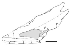 PTER0SAUR's tweet photo. RIP Banguela: New information on the osteology and a taxonomic revision of the genus Thalassodromeus (Pterodactyloidea, Tapejaridae, Thalassodrominae). https://t.co/2VlqLpdVxW https://t.co/43f4KqC6DD
