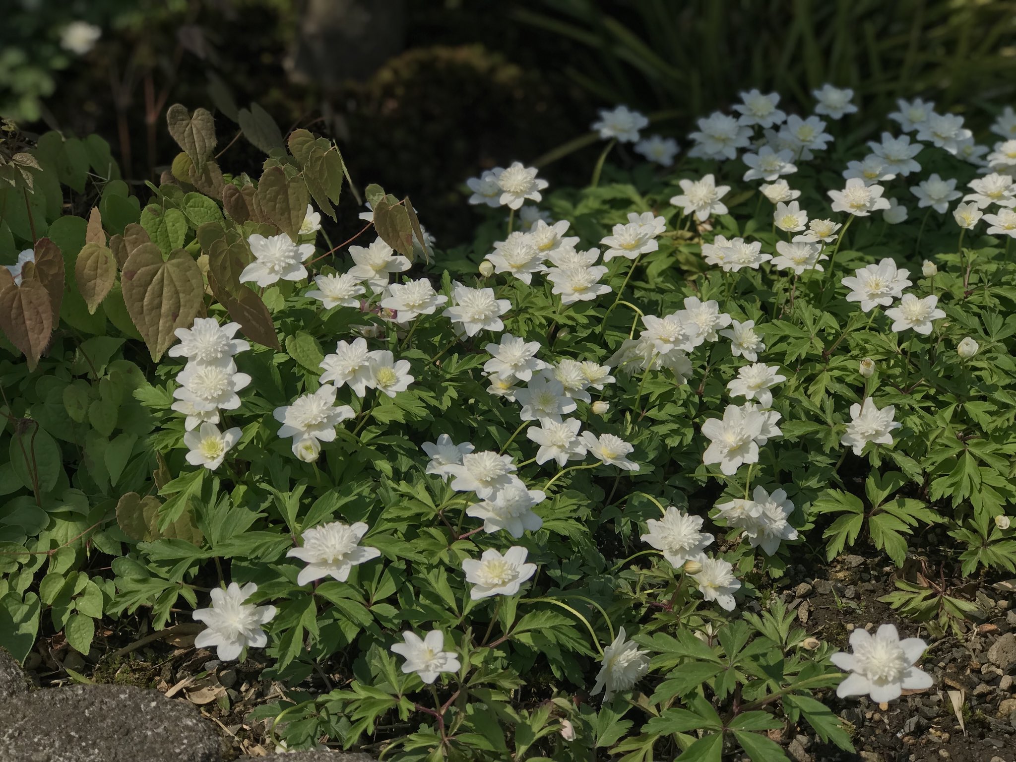 華咲 ヤブイチゲ 薮一華 Anemone Nemorosa European Thimbleweed キンポウゲ科アネモネ属 T Co T4przvlxab Twitter