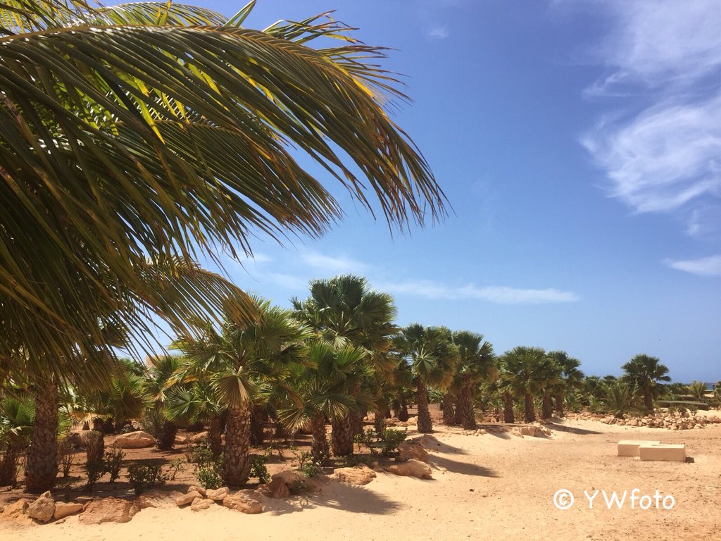 Yvonne0803's tweet photo. Trowback #CaboVerde #kaapverdië De #palmentuin van #riu #riutouareg op #boavista het was een heerlijk weekje #nostress met @miekebove https://t.co/CqSYkijViD