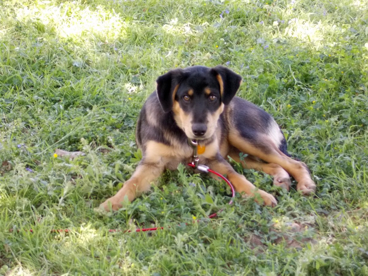 TYBLdotCOM's tweet photo. @HopeBrookins Hey, Miss Hope. Hope things are rocking for you. Always enjoy your posts. Want to talk to you about branding my dog. That sounds funny, kind of like branding a cow. Any way, I have some ideas for Jallie Peño. Crazy, huh? https://t.co/AD3xkZJXmL
