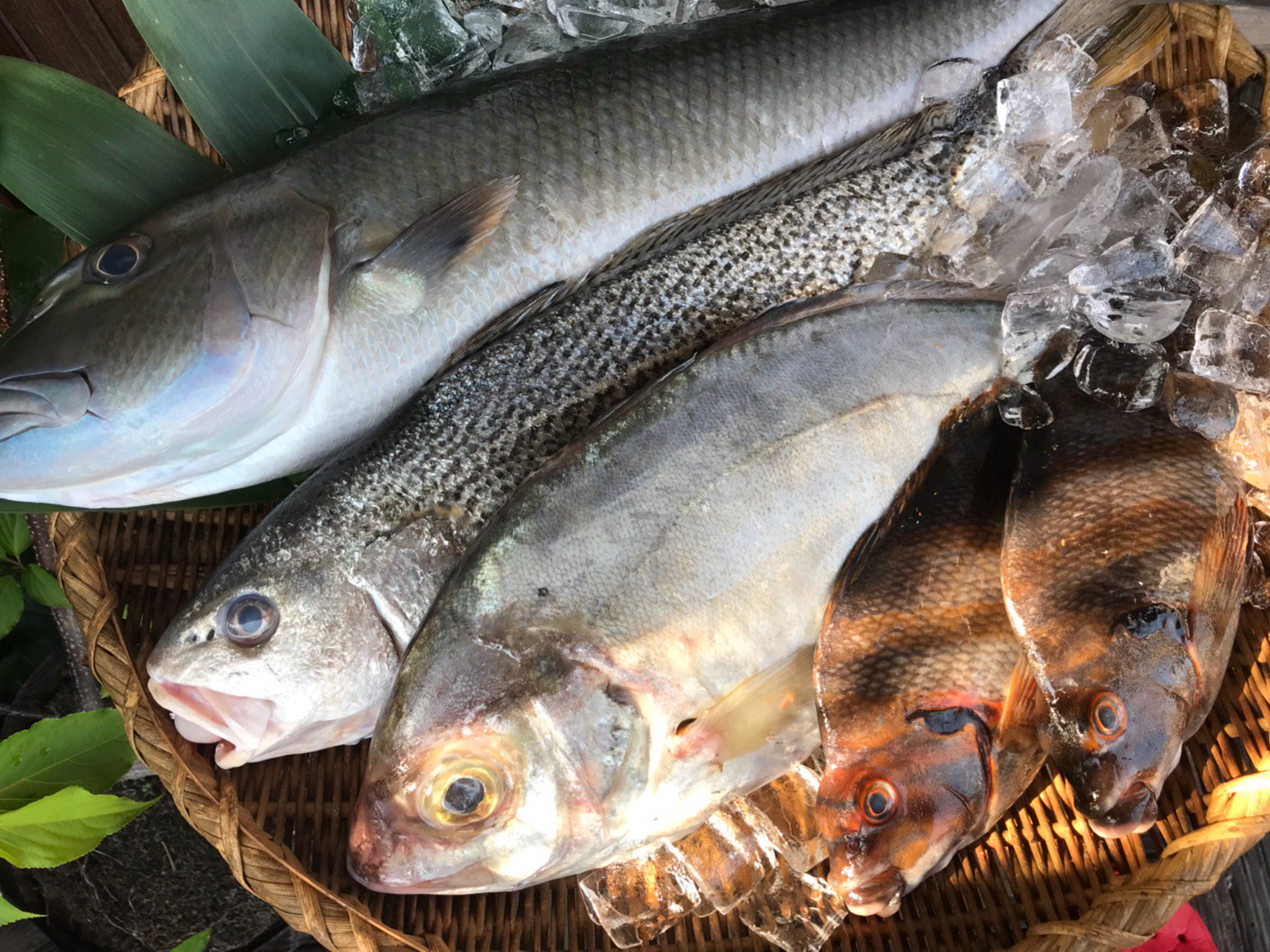 煮りん Twitterren 船橋店です 本日の新鮮鮮魚は ナポレオンフィッシュ 青チビキ コイチ タカベ カイワリ メジ鮪 生ダコ 白海老 殻付き帆立 です またまたナポレオンフィッシュ 入ってきました 三 その他珍しい魚多数入りましたので 興味ある方 煮りん Twitterren 船橋店です 本日の新鮮鮮魚は ナポレオンフィッシュ 青チビキ コイチ タカベ カイワリ メジ鮪 生ダコ 白海老 殻付き帆立 です またまたナポレオンフィッシュ 入ってきました 三 その他珍しい魚多数入りましたので 興味ある方