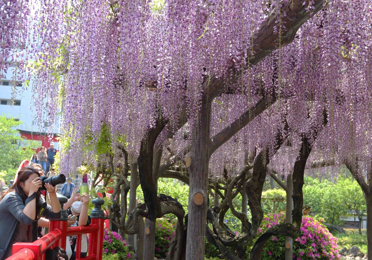 江東区 בטוויטר 亀戸天神社の藤が見ごろに 都内随一の藤の名所 亀戸天神社の藤 が見ごろを迎えています 写真は4 撮影 紫色の花と甘い香りをぜひ楽しんでください 5 6まで 藤まつり 開催中 T Co D3gwsrby67 藤 亀戸天神 江東区 T