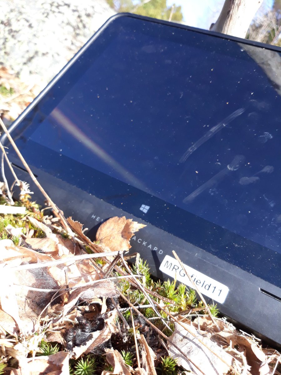 All that we need: M.cinxia larvae, field laptops and sunny weather! Last moments of spring survey 2018. #Åland #metapopulation #bytdk @Marjo__S @EarthCape