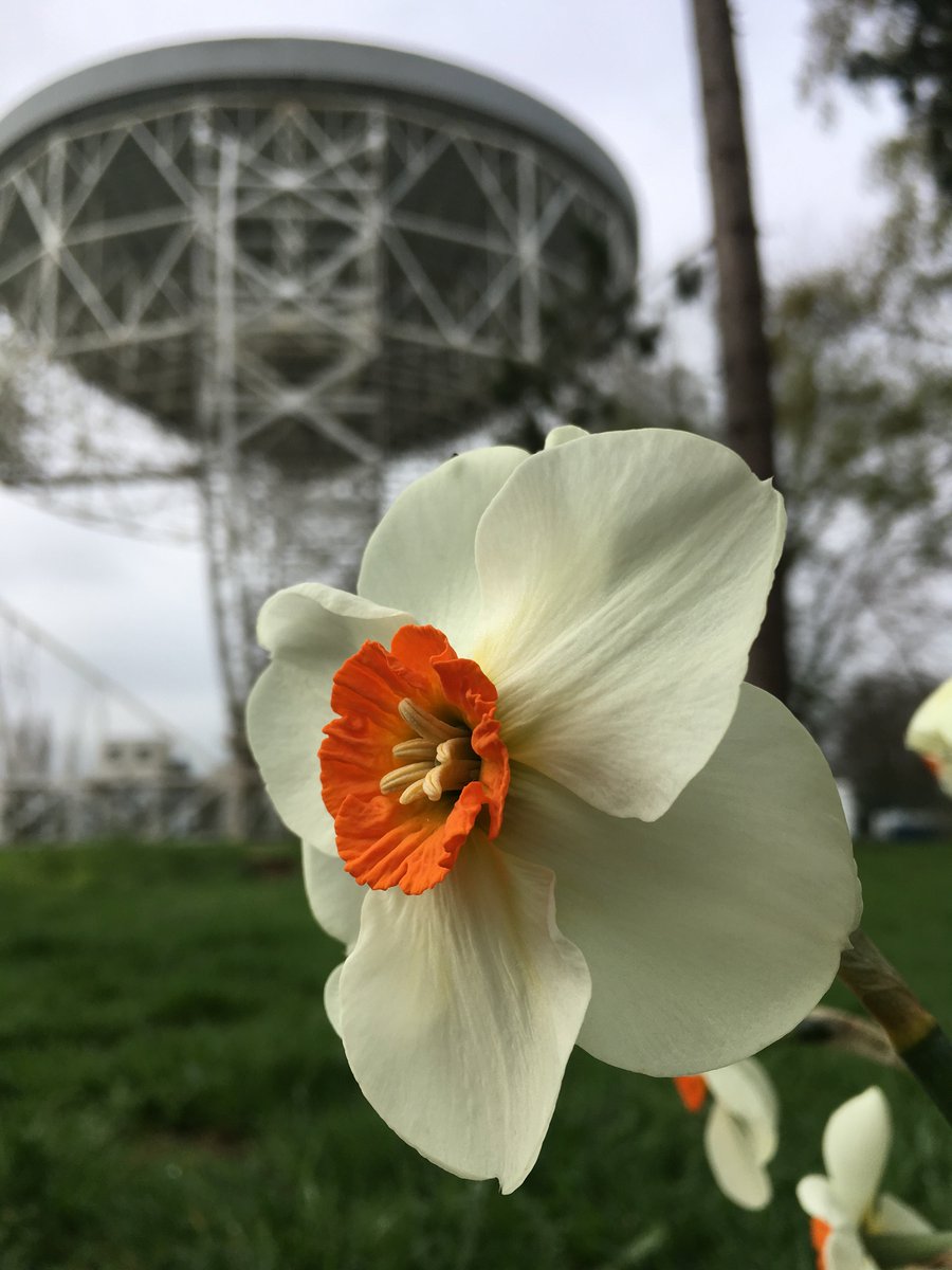 50YearsOfPsrs's tweet photo. The first of the Daffodils (Narcissus ‘Woodland Star’) that you all planted last year during the meeting are out. Thanks to Becky Burns at @jodrellbank . All 200 out soon, and tree almost in blossom. https://t.co/0dNcV2F9sD