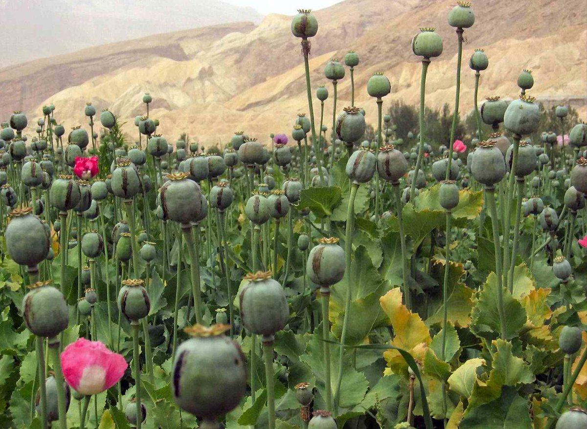 MurrayAckman's tweet photo. 10% of the Afghan economy from illicit drug trafficking – down from half (at its peak, cocaine was 3% of Colombian economy). Narcotics trade still has a huge impact in Afghanistan. #IED2018 @IED2018 https://t.co/qEZ7iLJrk2