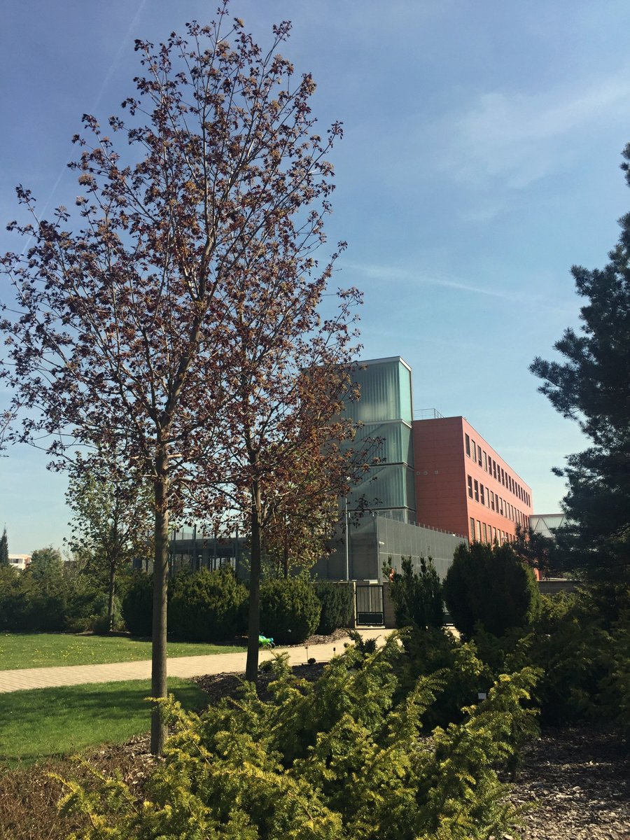 🌞Přejeme vám krásný slunečný víkend/ Wishing you a weekend filled with Sunshine. 🌲🌞