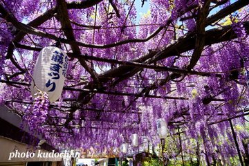 22 大阪でおすすめの藤棚の名所3選 見頃や開花情報 アクセスなどを紹介 ニシタビ