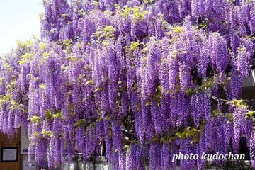 22年 関西でおすすめの藤棚10選 見頃や開花情報 アクセスなどを紹介 ニシタビ