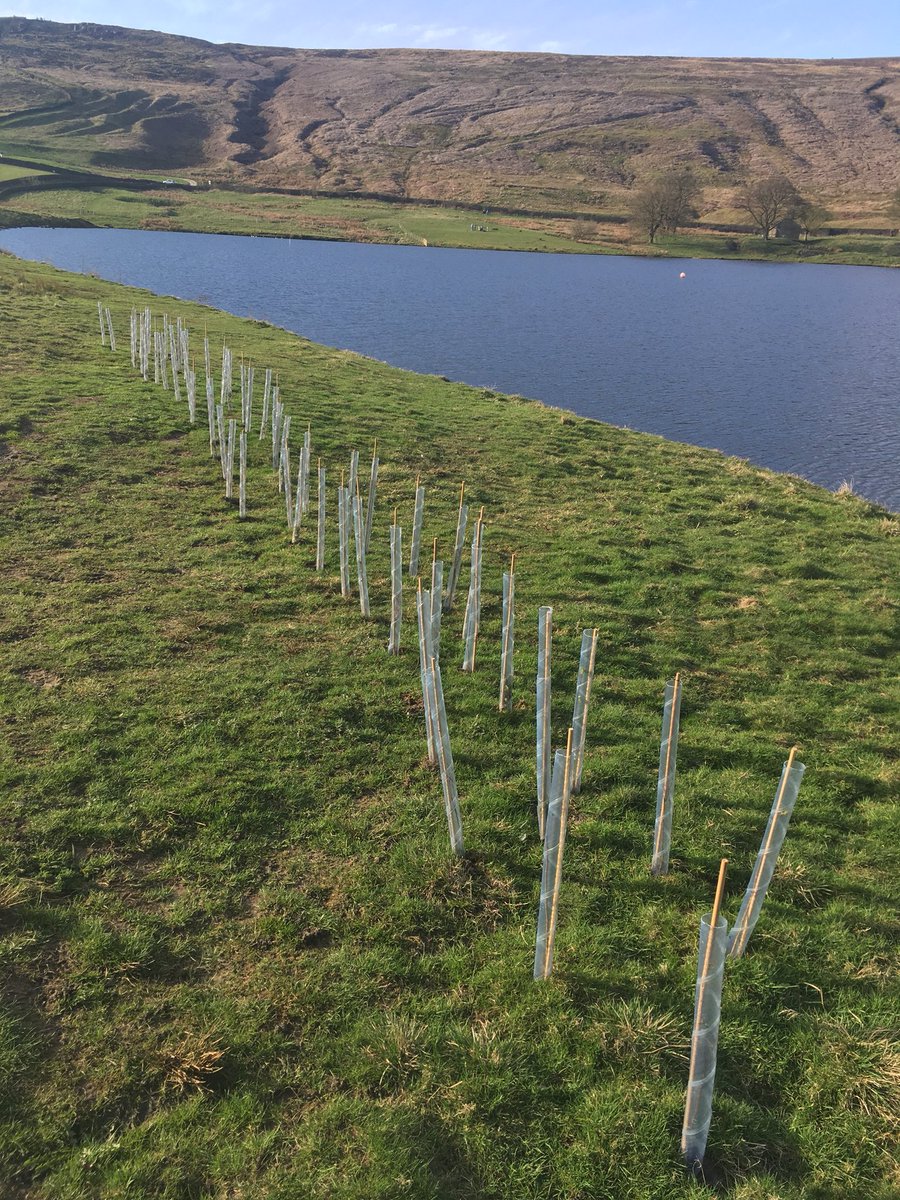 The trees planted up at Embsay reservoir are starting to burst in to life with this glorious weather <a href="/SkiptonAngling/">Skipton Angling</a> <a href="/ProfJGrey/">Jonathan Grey</a>
