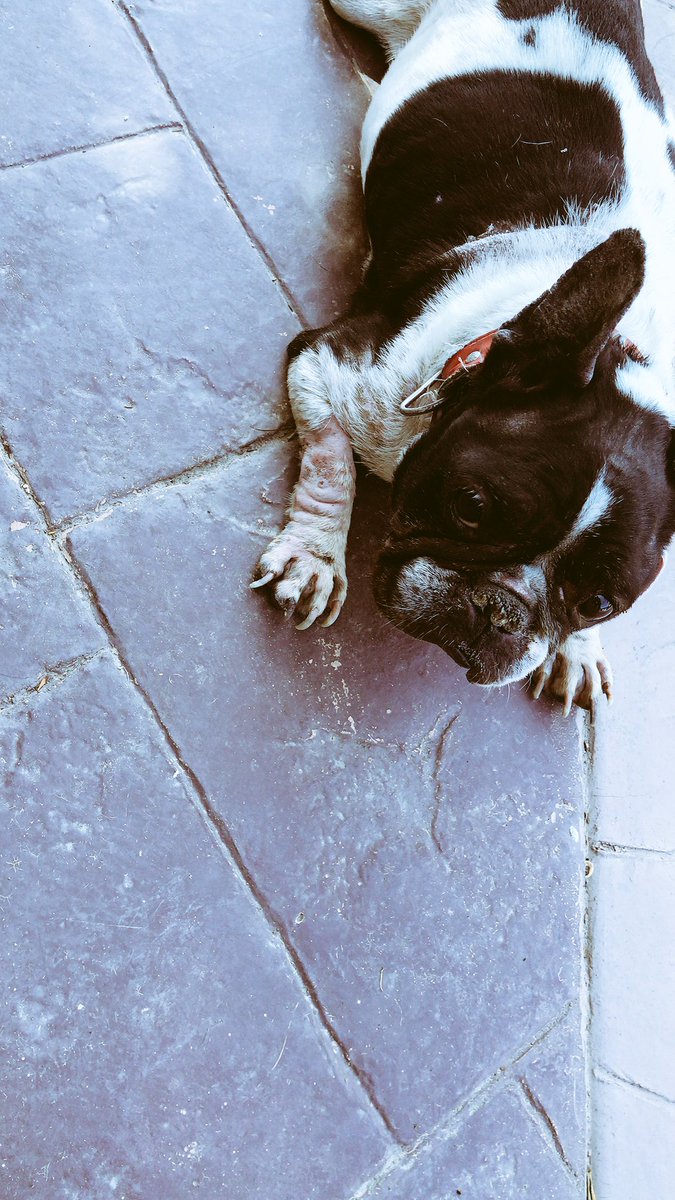 carrasquito4's tweet photo. Hoy de camino a casa en la @urbtorreguil me he encontrado una adorable bulldog frances hembra en unas condiciones lamentables. 

Voy de camino al veterinario para que la examinen, lleva collar rojo. 

Me gustaria tener la máxima difusión por si la están buscando.

Se agradece RT https://t.co/Ne9Eb1GBdl