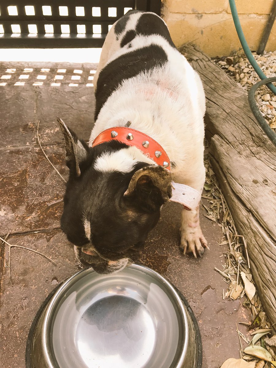 carrasquito4's tweet photo. Hoy de camino a casa en la @urbtorreguil me he encontrado una adorable bulldog frances hembra en unas condiciones lamentables. 

Voy de camino al veterinario para que la examinen, lleva collar rojo. 

Me gustaria tener la máxima difusión por si la están buscando.

Se agradece RT https://t.co/Ne9Eb1GBdl